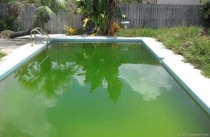 pool-ohne-chlor-algen-gruen