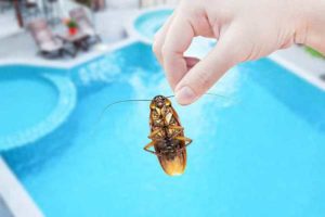 schwimmende-insekten-pool-was-tun