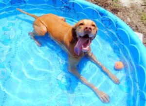 hundeschwimmbecken