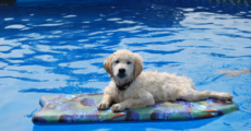 Darf ein Hund in den Pool?