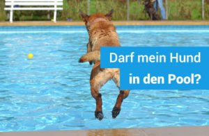 darf-hund-in-swimming-pool