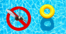 Mücken am Pool effektiv vertreiben: Tipps und Pflanzen