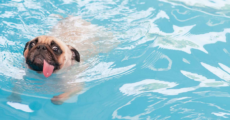 Hunde im Pool: Chlor & Sicherheitstipps für heiße Tage + Empfehlung