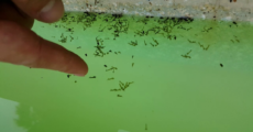 Würmer im Pool: Ursachen + wie Du sie wieder los wirst