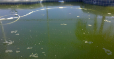 Wie gefährlich sind Algen im Pool? Risiken und Tipps zur Bekämpfung