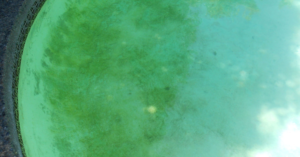 was-hilft-schnell-gegen-algen-pool