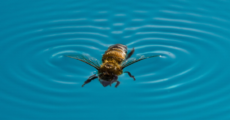 Bienen & Wespen vom Pool fernhalten: Natürliche & künstliche Methoden