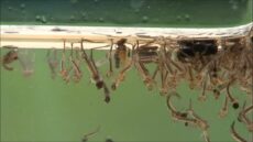 Mückenlarven im Pool: Was tun? Tipps + Empfehlungen